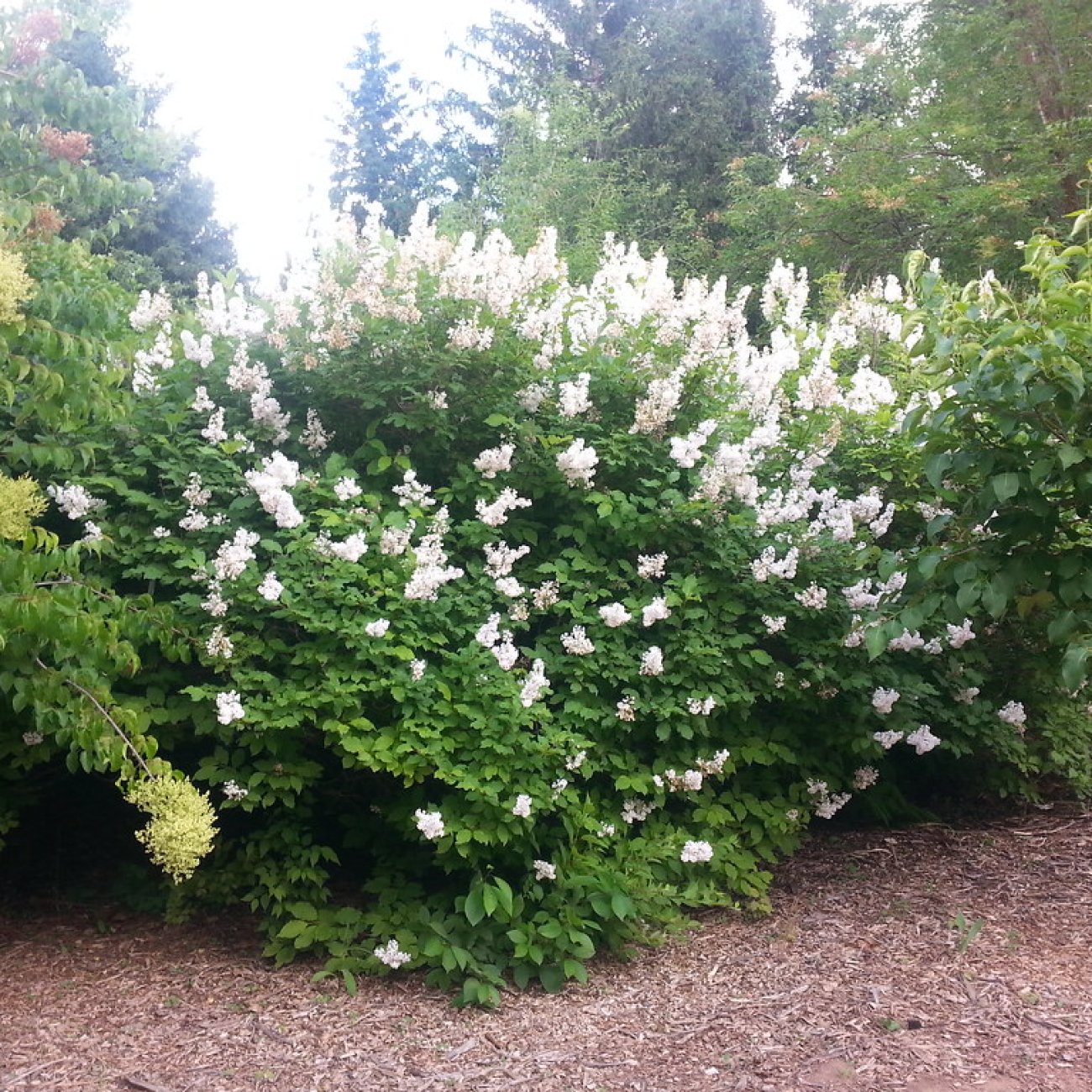 Obrázok Orgován obyčajný (Syringa vulgaris) ´AGNES SMITH´ - výška 30-50 cm, kont. C5L